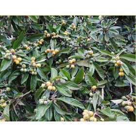 Angelofcolonics in Laurel